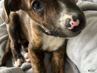 Mixed Breed dogs Stitch - Ad 9