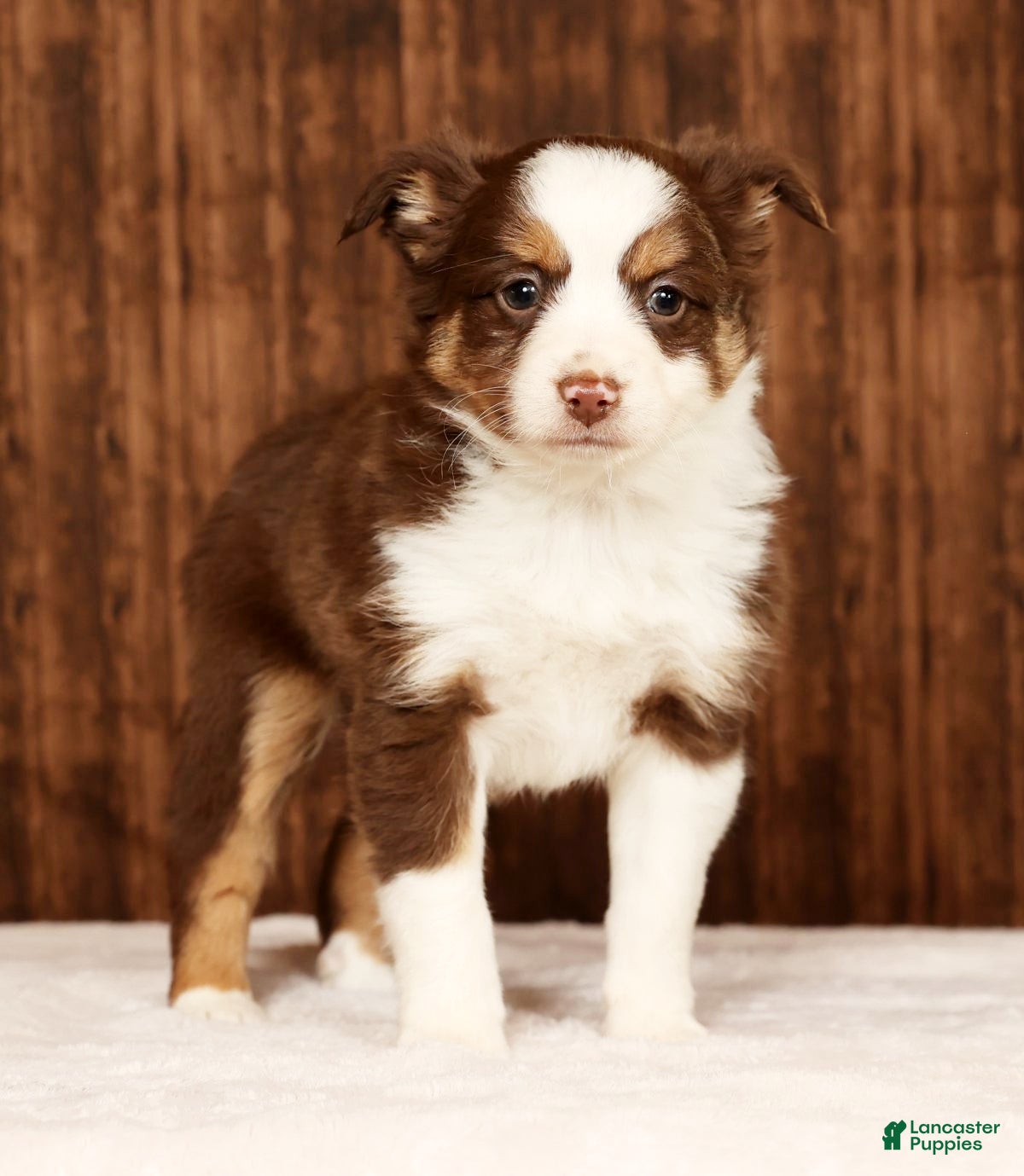 Miniature Australian Shepherd dogs Cocoa - Ad 1