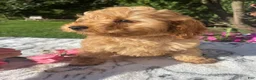 Cockapoo dogs for sale: Bentley - Ad 3