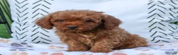 Cavapoo dogs for sale: Lincoln  - Ad 4