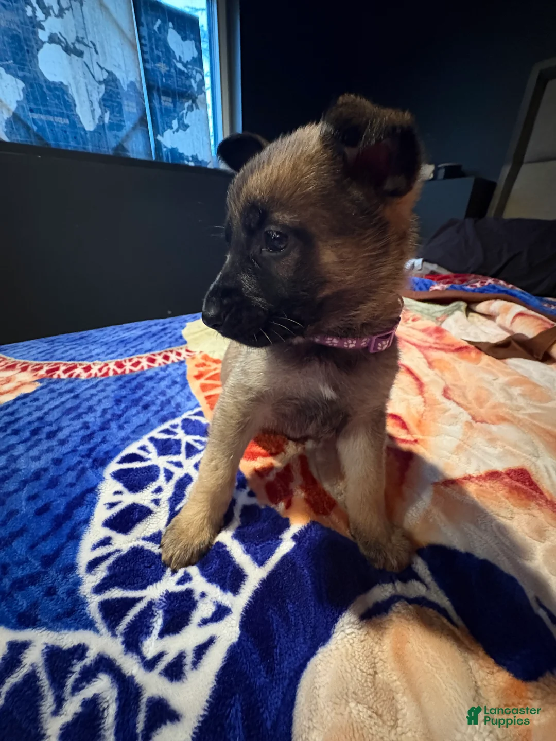 Mixed Breed dogs for sale: Sumire - Ad 1