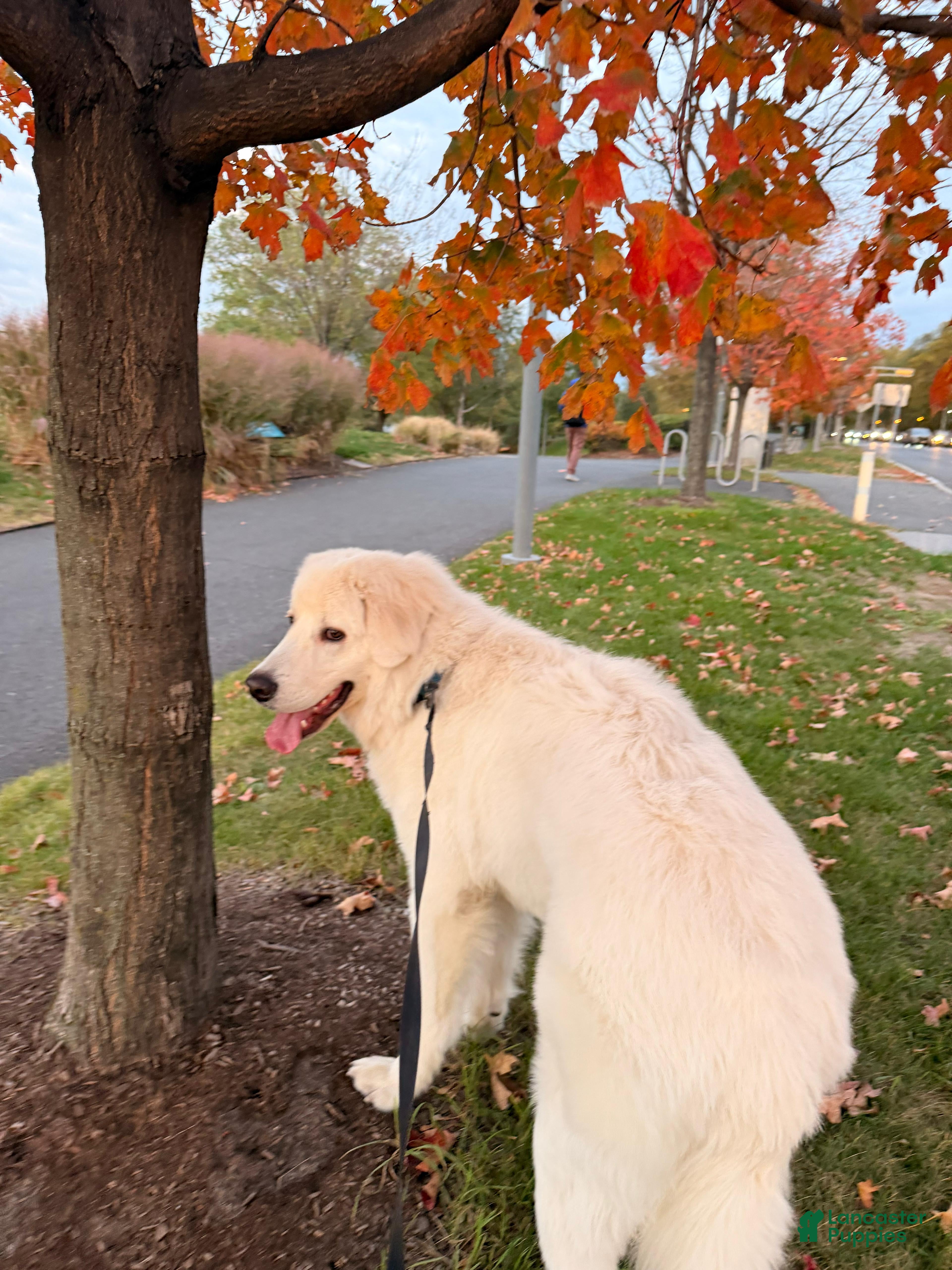 Maremma Sheepdog dogs Maremma Sheepdog Puppy 1 - Ad 1