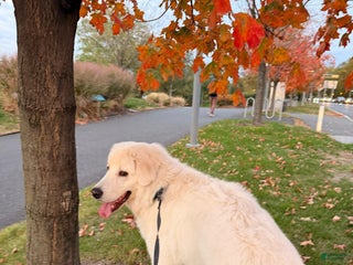 Maremma Sheepdog dogs Maremma Sheepdog Puppy 1 - Ad 3