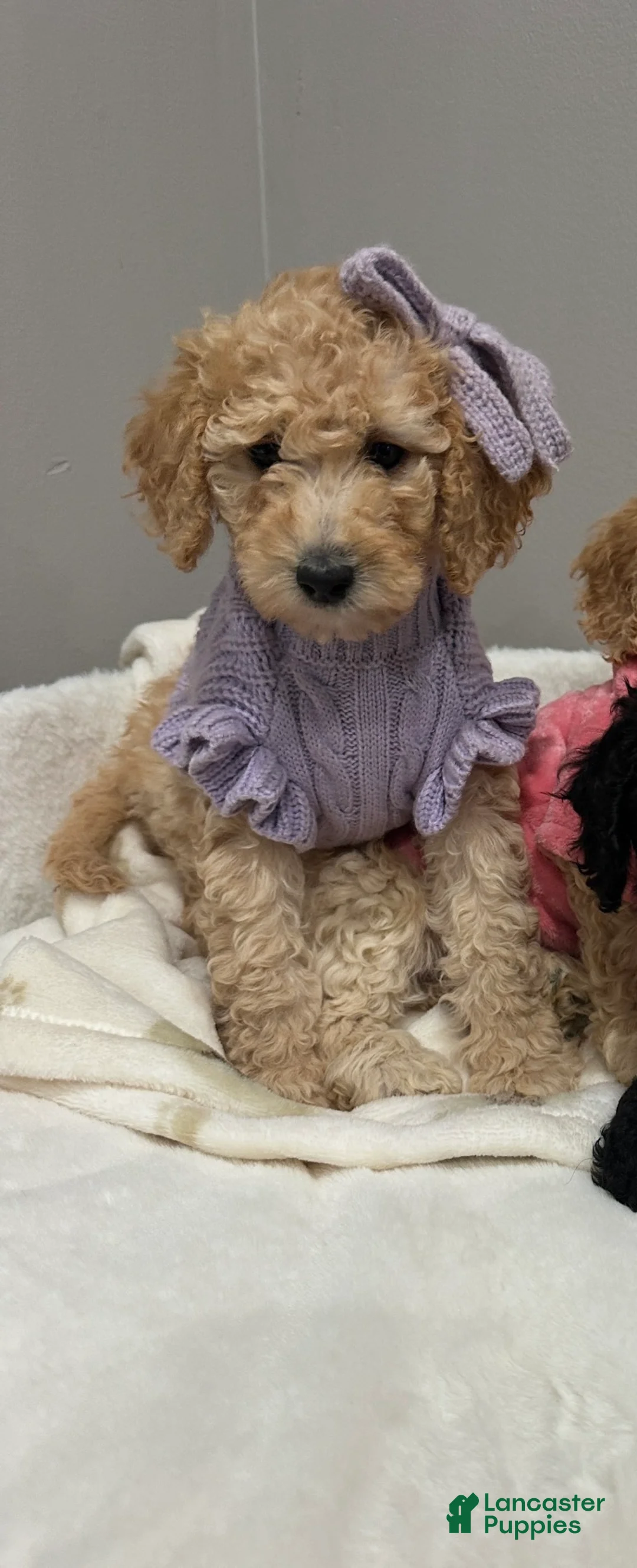 Miniature Poodle dogs for sale: Miniature Poodle Bubbles - Ad 2