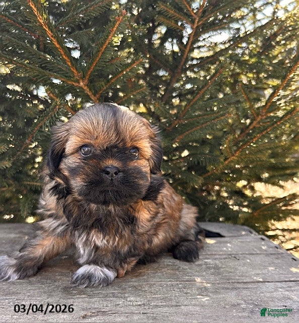 Shih Tzu dogs Jaila - Ad 2