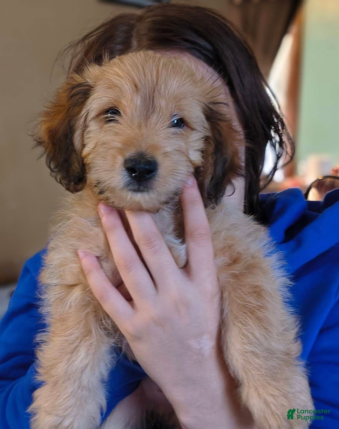 Doxiepoo dogs Doxiepoo 1 - Ad 5