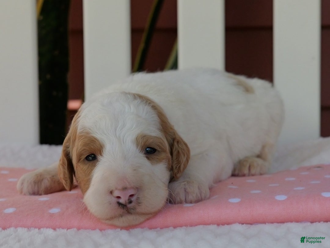 Bernedoodle dogs for sale: Cutie Pie - Ad 3