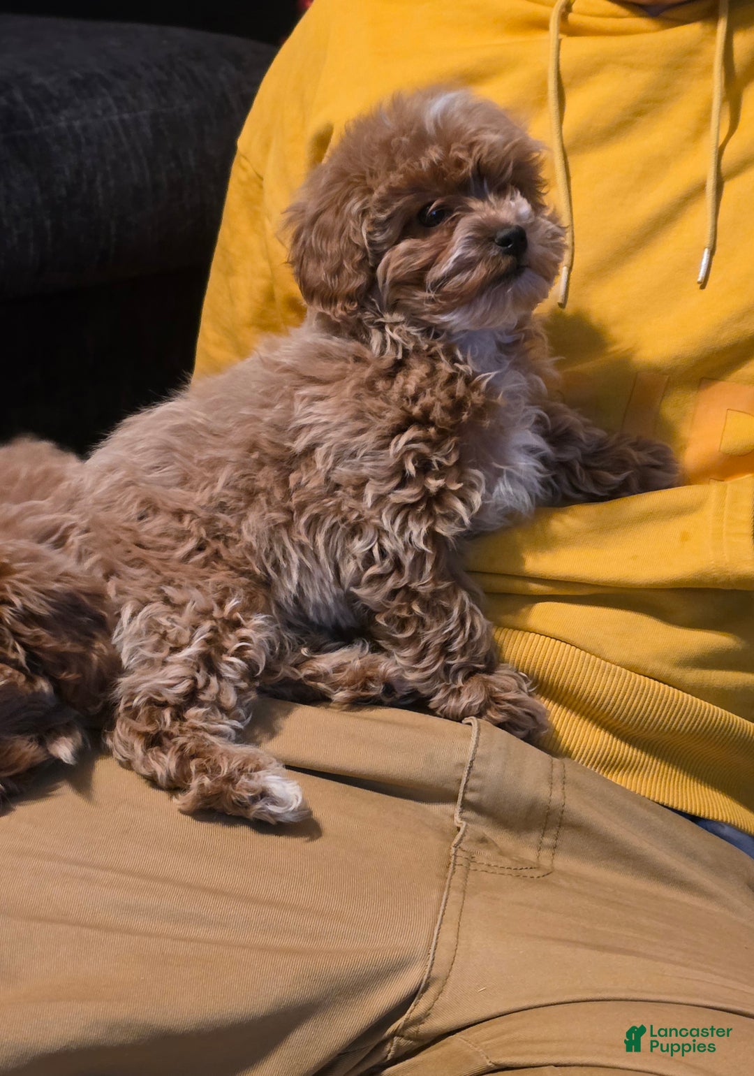 Maltipoo dogs for sale: Maltipoo Puppy 5 - Ad 1
