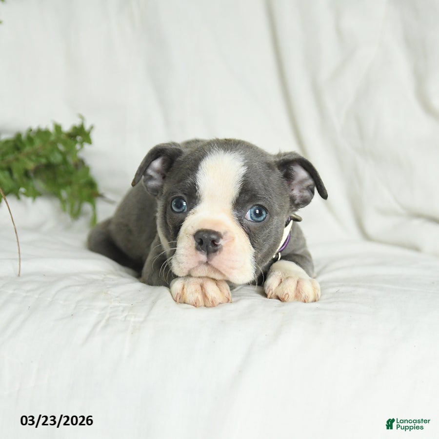 Boston Terrier dogs Casper - Ad 2