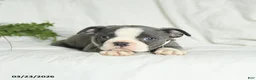 Boston Terrier dogs for sale: Casper - Ad 2