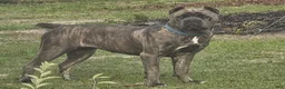 Cane Corso dogs for sale: Cane Corso 2 - Ad 2
