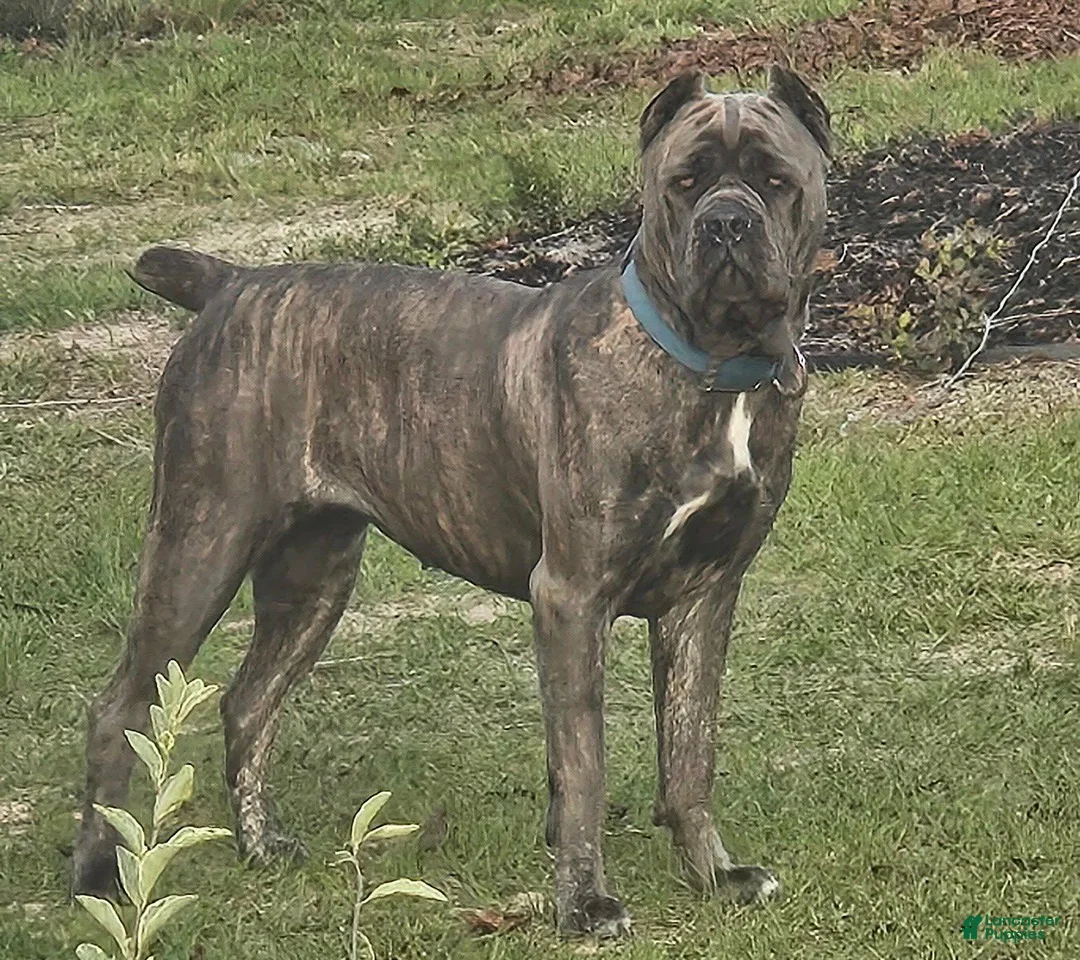 Cane Corso dogs for sale: Cane Corso 2 - Ad 2