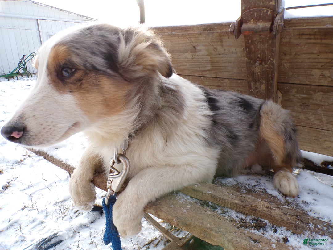 Mixed Breed dogs for sale: Mixed Breed Puppy 2 Sam - Ad 3