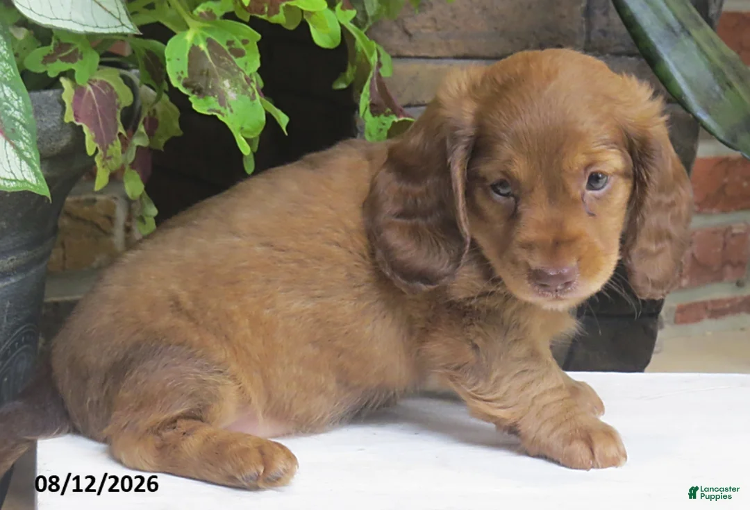 Miniature Dachshund dogs for sale: Jenny - Ad 2