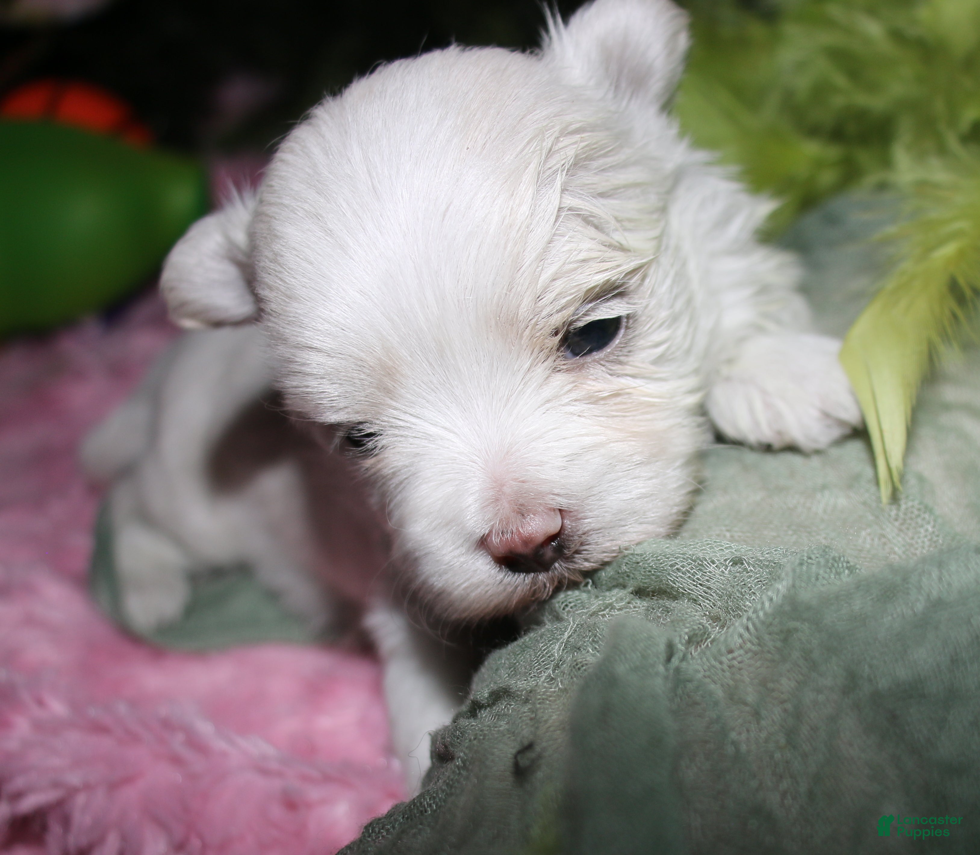 Maltese dogs Conrad - Ad 2