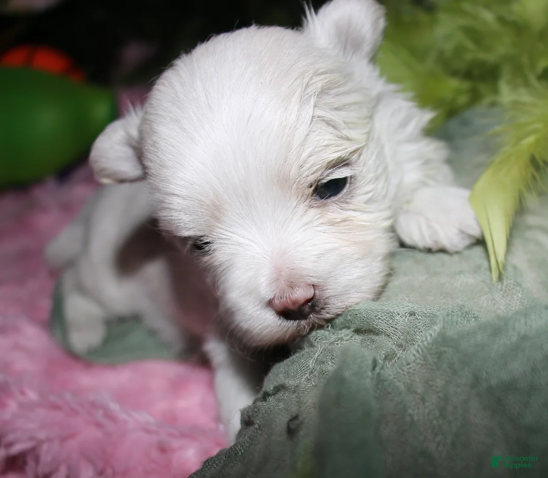 Maltese dogs for sale: Conrad - Ad 16
