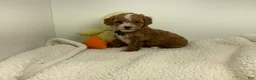 Toy Poodle dogs for sale: Jadon - Ad 5