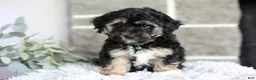 Maltipoo dogs for sale: Bear - Ad 6
