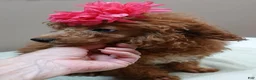 Toy Poodle dogs for sale: Deep Red - Ad 4