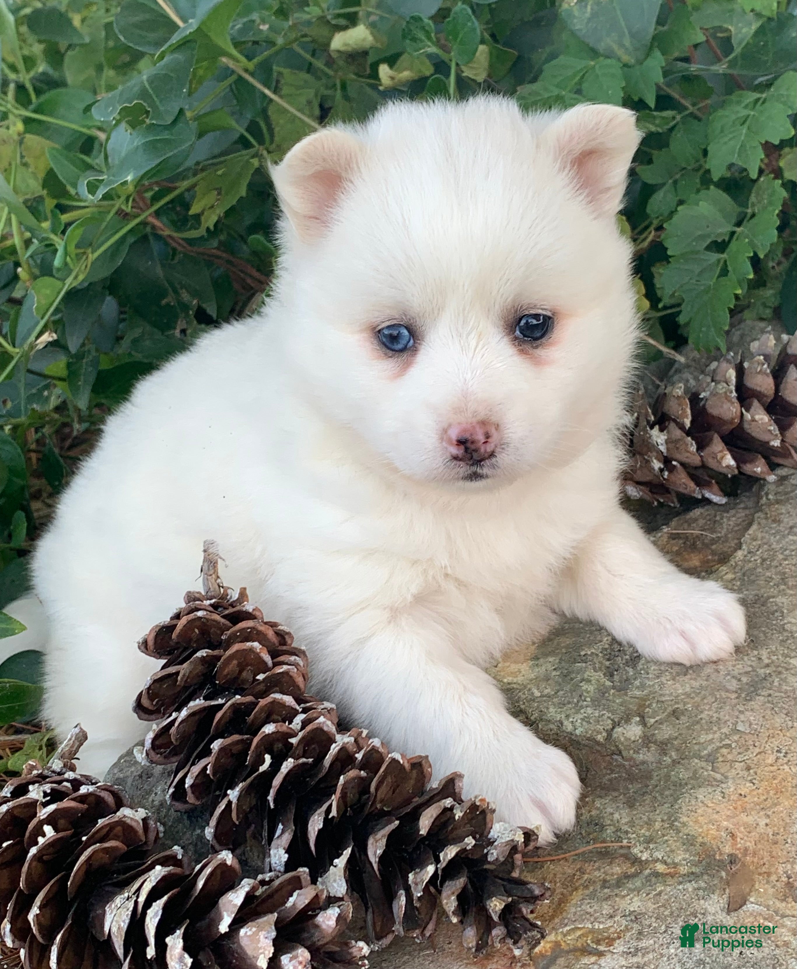 Alaskan Klee Kai dogs Sweet Petite Baby Willow~!!! - Ad 4