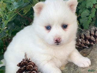 Alaskan Klee Kai dogs Sweet Petite Baby Willow~!!! - Ad 11