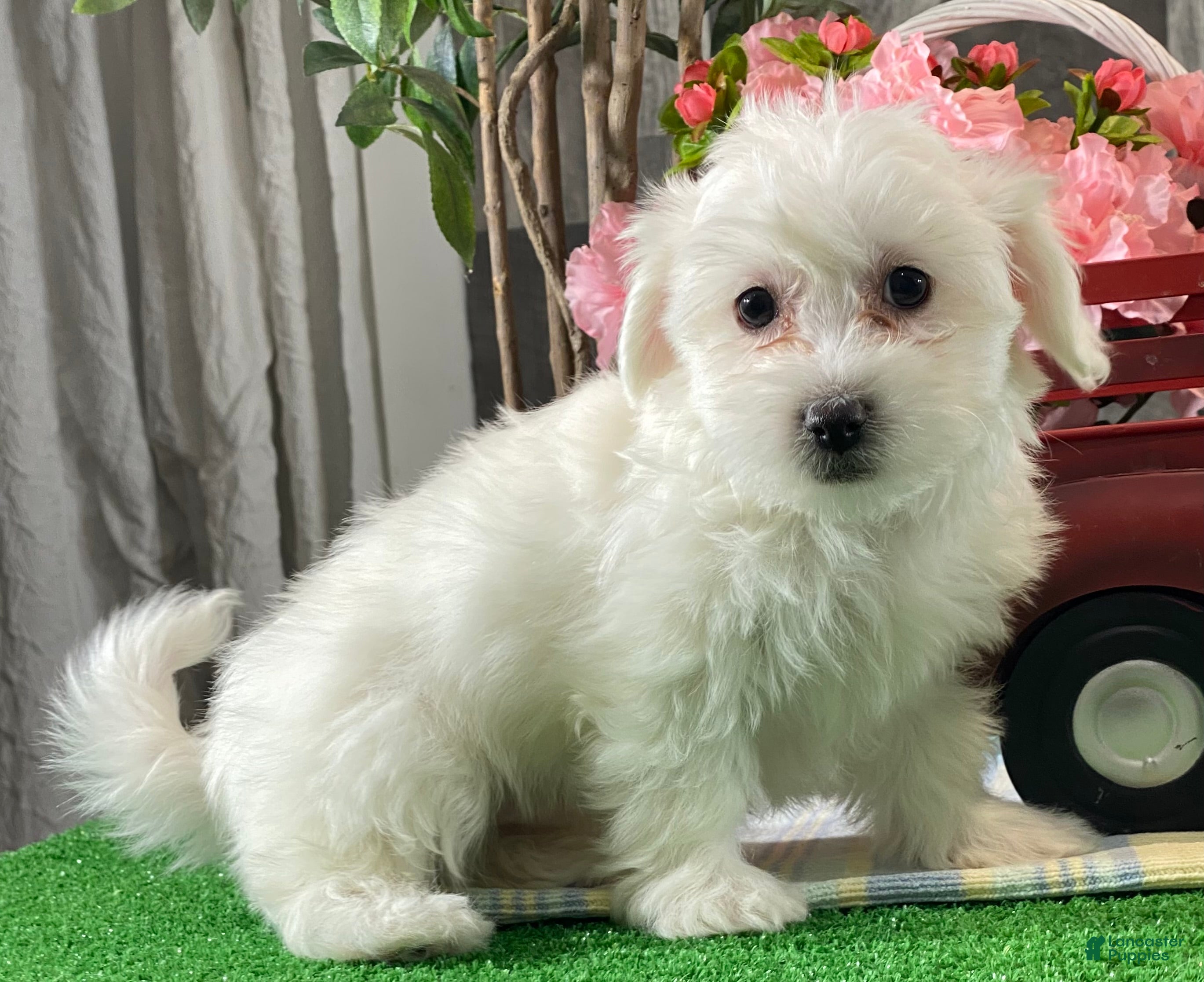 Mixed Breed dogs Atticus - Ad 15