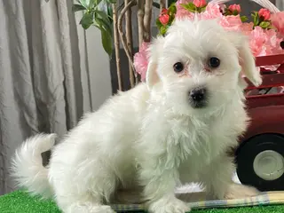 Mixed Breed dogs Atticus - Ad 15