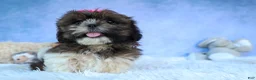 Shih Tzu dogs for sale: RUBY - Ad 18