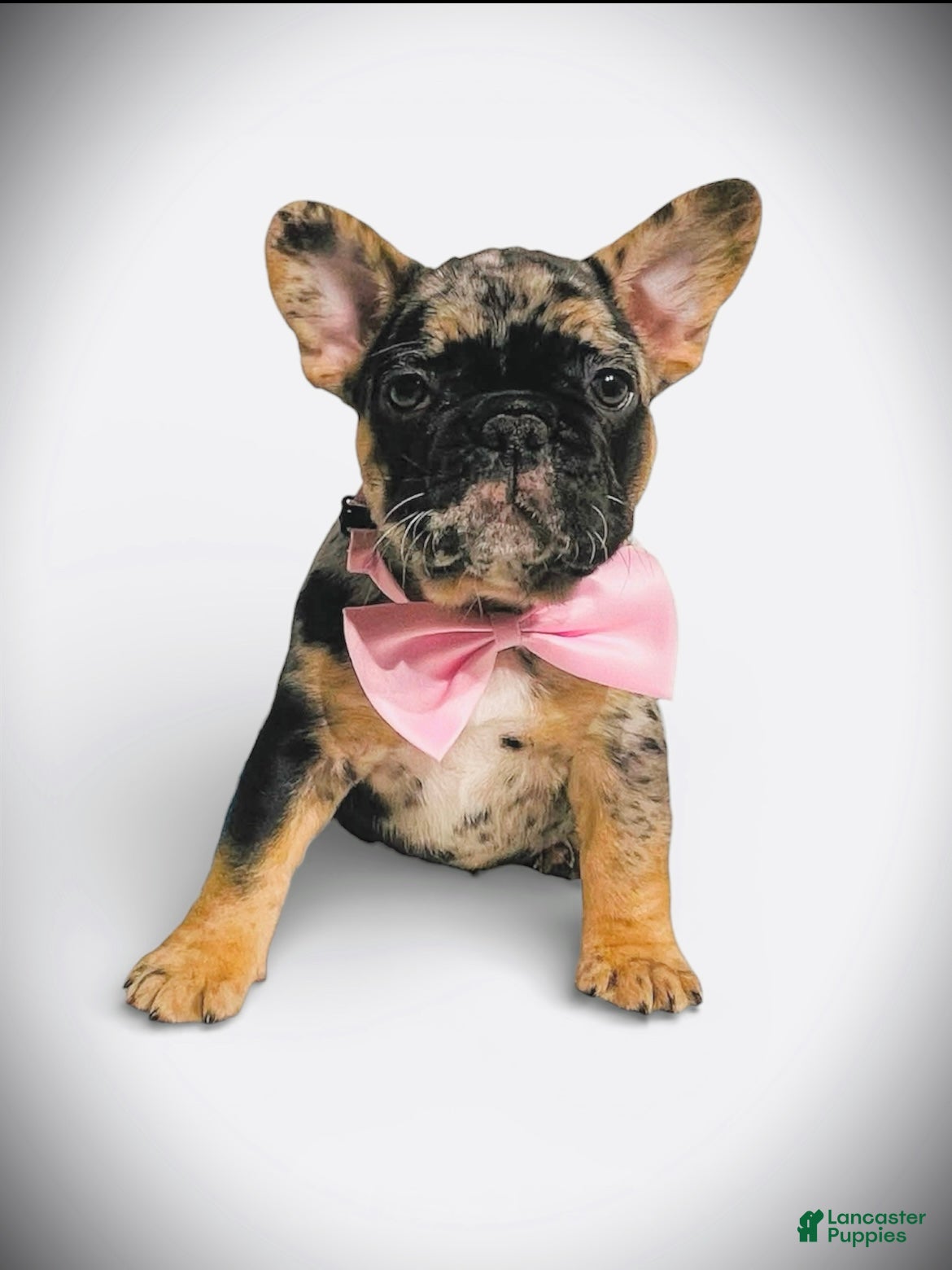 French Bulldog dogs French Bulldog Puppy 4 - Ad 1