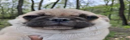 Pug dogs for sale: Buck Male - Ad 4