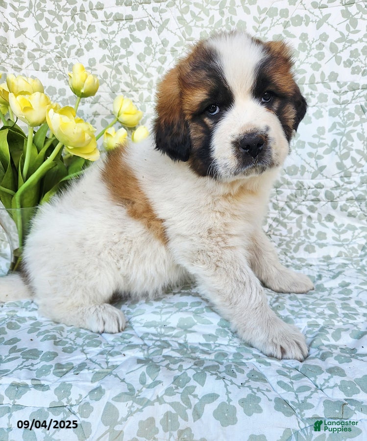 German Shepherd Saint Bernard Cross Puppies Australian Shepherd St