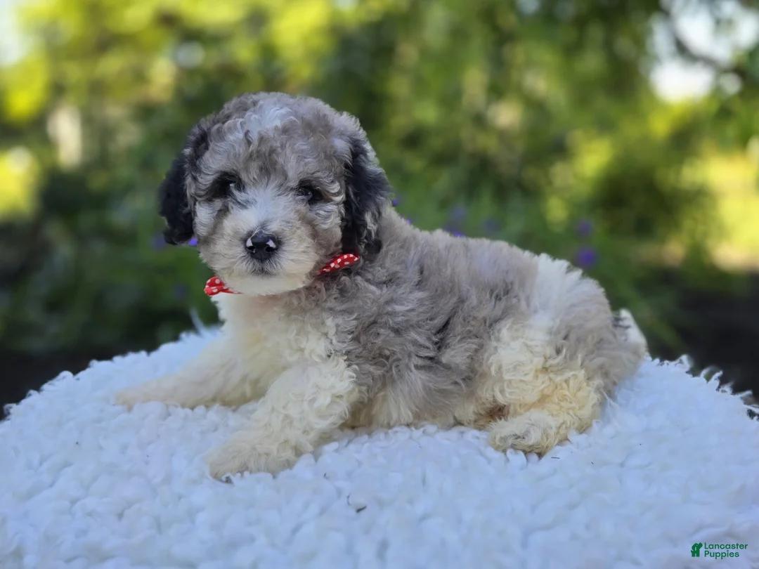 Mini Sheepadoodle dogs for sale: Trevor - Ad 1
