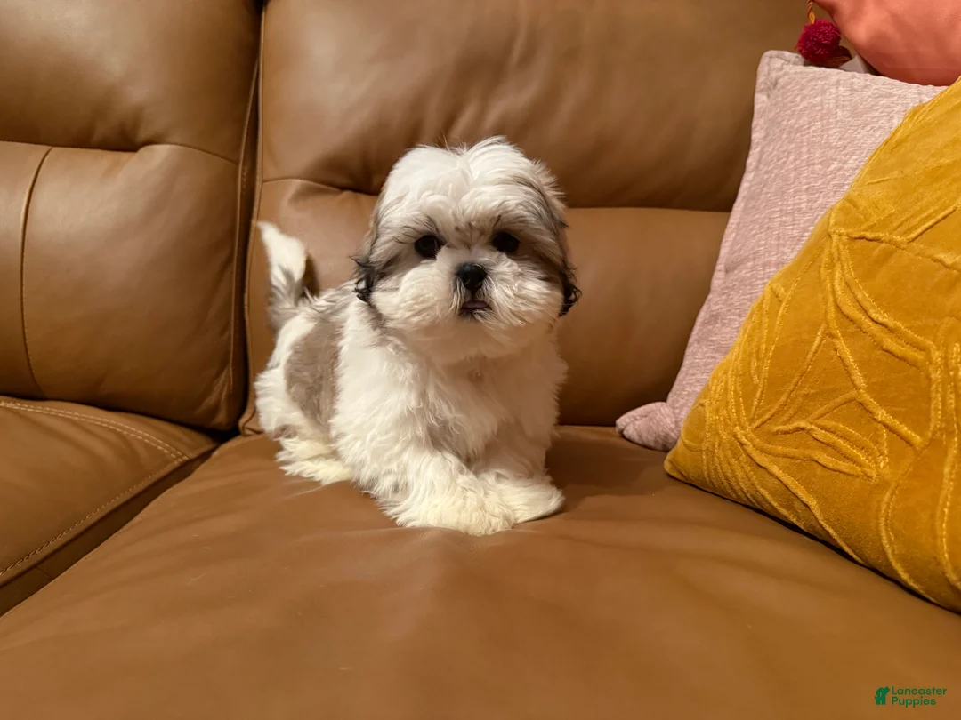 Shih Tzu dogs for sale: Shih Tzu Puppy 1 - Ad 2