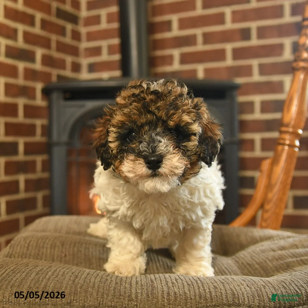 Toy Poodle dogs for sale: Jazz - Ad 3