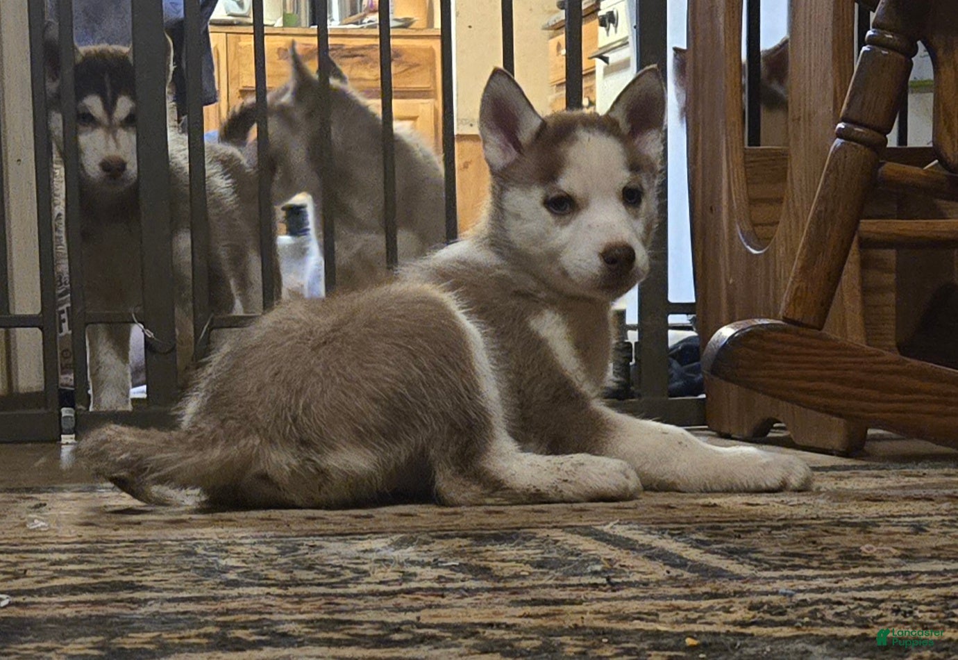 Siberian Husky dogs Abigail - Ad 2