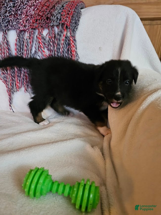 Australian Shepherd dogs Moony - Ad 6