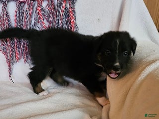 Australian Shepherd dogs Moony - Ad 7