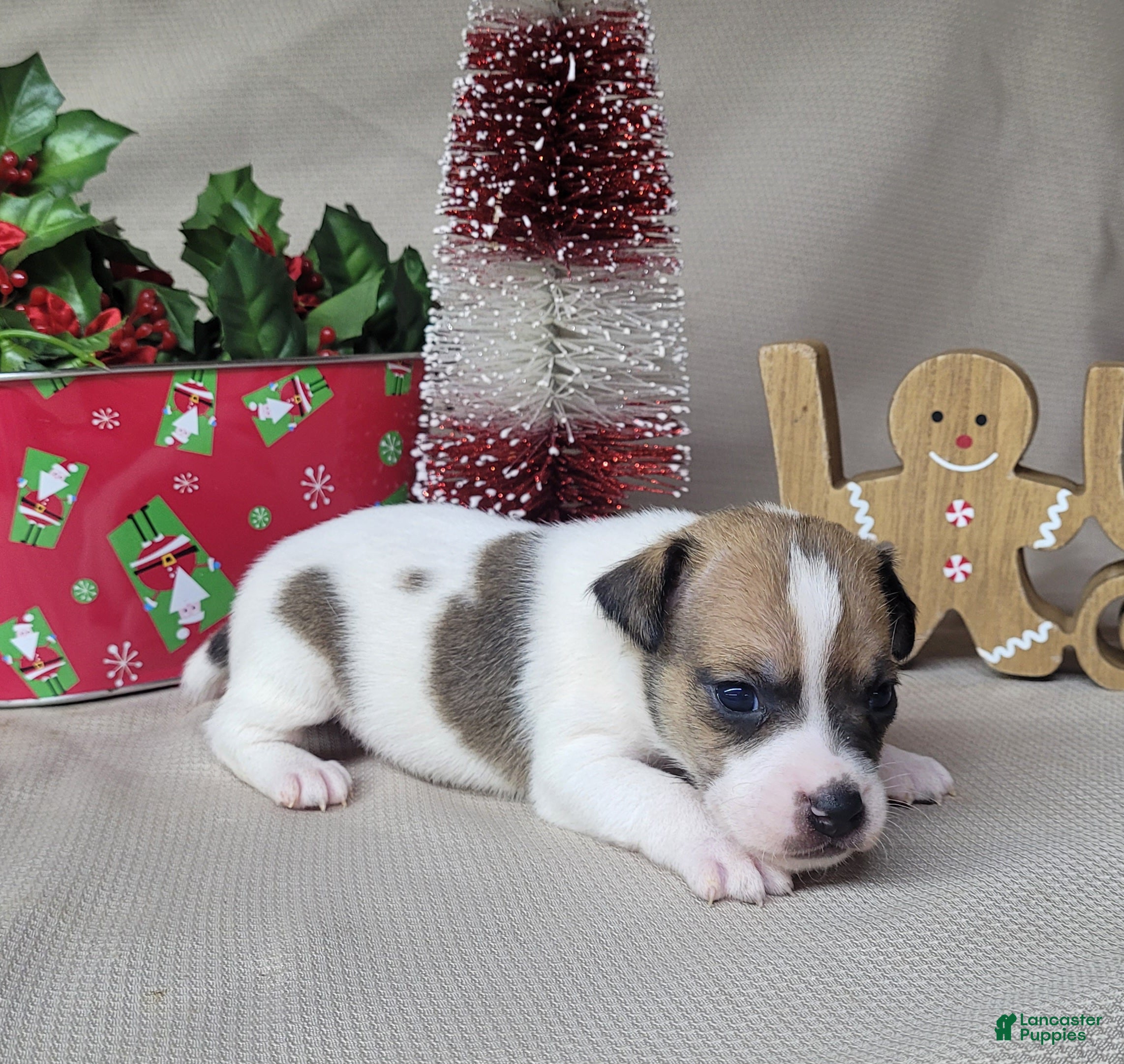 Jack Russell Terrier dogs Westfork's TORQ - Ad 6