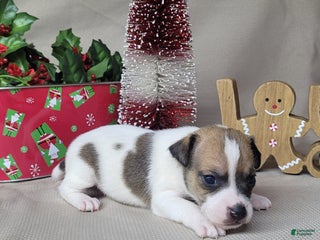 Jack Russell Terrier dogs Westfork's TORQ - Ad 6