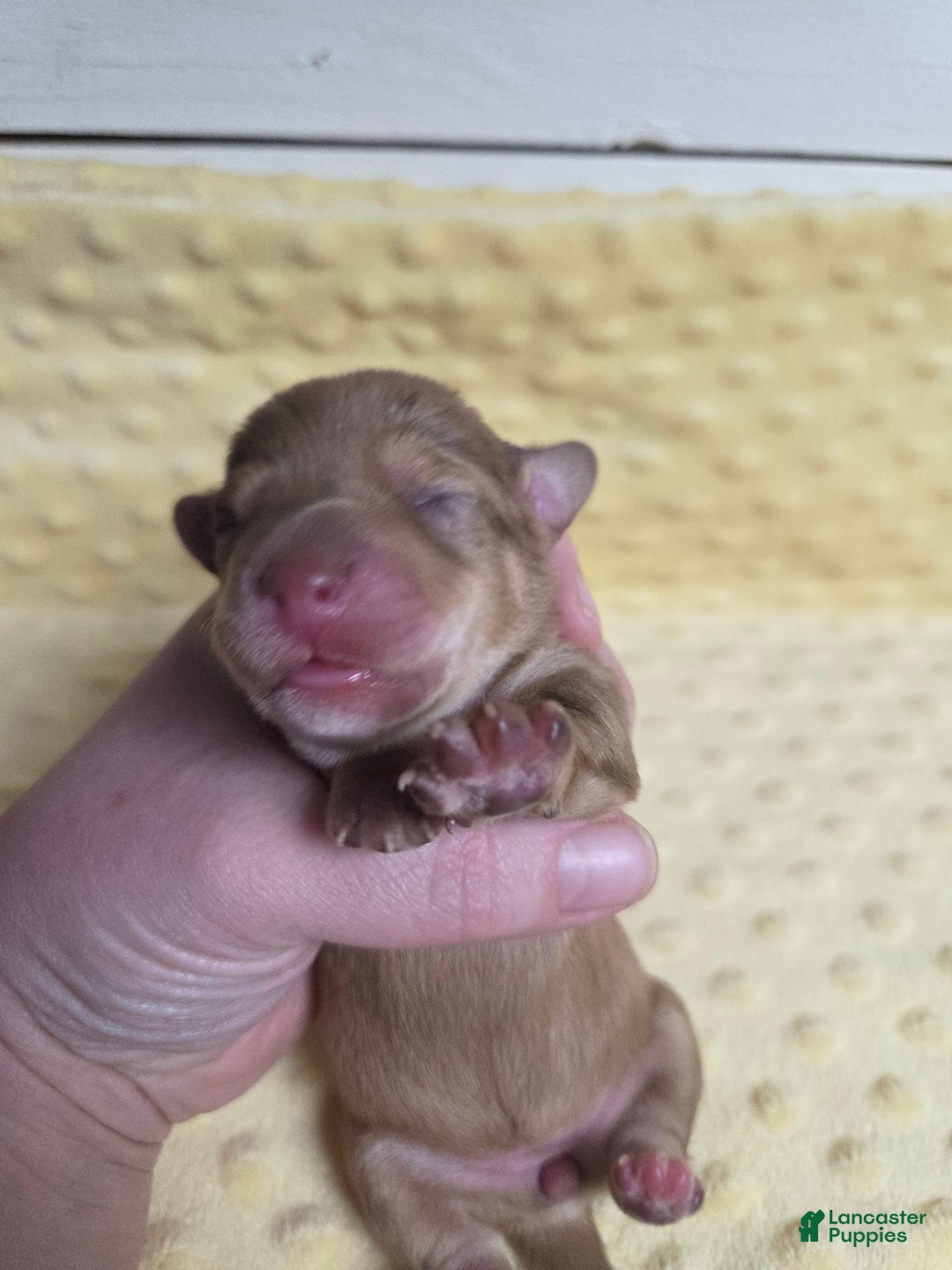 Mixed Breed dogs for sale: Twinkle - Ad 3