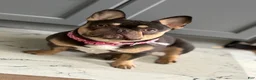 French Bulldog dogs for sale: Nola  - Ad 10