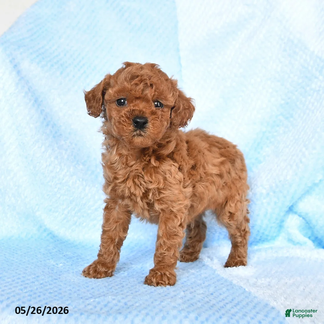 Miniature Poodle dogs for sale: Micky - Ad 1