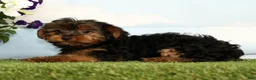 Yorkshire Terrier dogs for sale: Kyrie - Ad 4