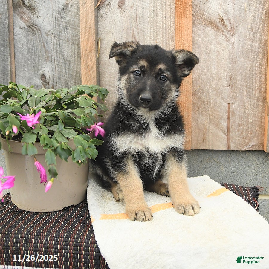 German Shepherd dogs Dexter - Ad 31