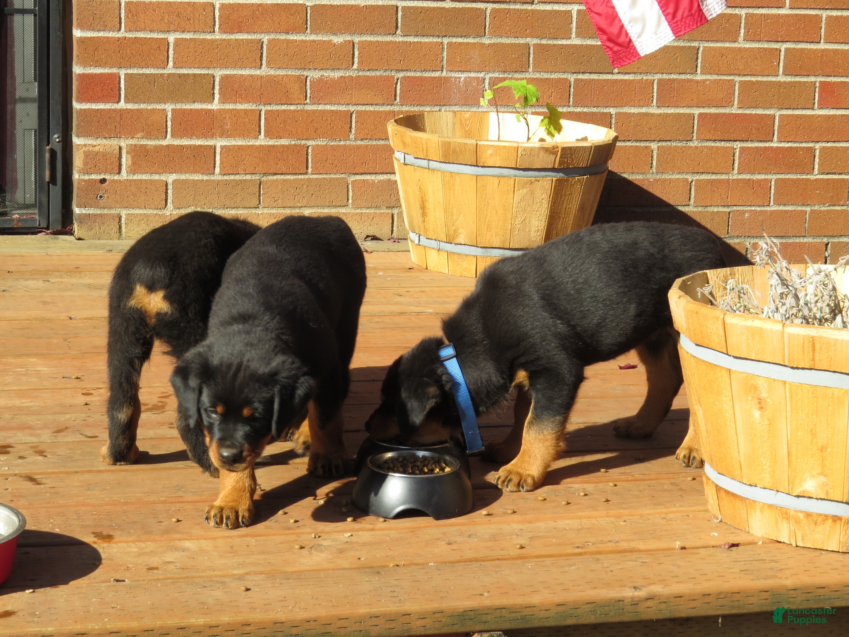 Rottweiler dogs Poseidon - Ad 2