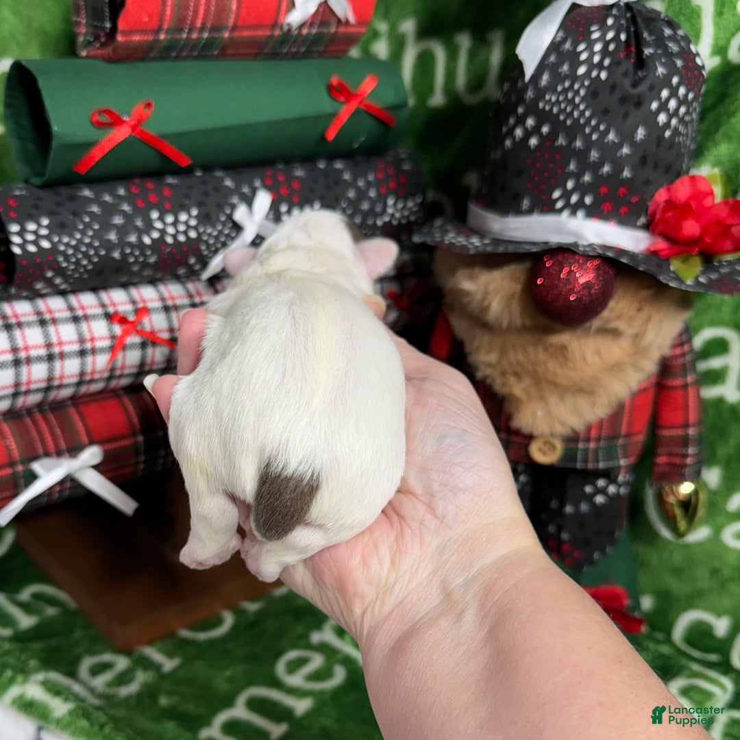 Chihuahua dogs for sale: Dagan Lavender Spotted LC - Ad 3