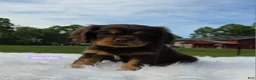 Cavalier King Charles Spaniel dogs for sale: Marsha - Ad 3