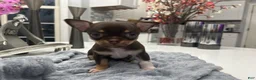 Chihuahua dogs for sale: Chihuahua Puppy 3 - Ad 1