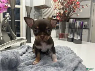 Chihuahua dogs for sale: Chihuahua Puppy 3 - Ad 1