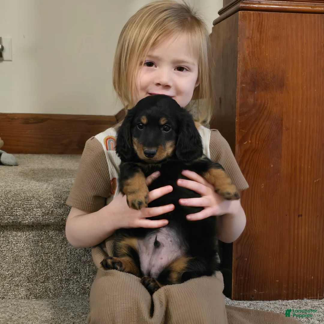 Miniature Dachshund dogs for sale: Tucker  - Ad 6